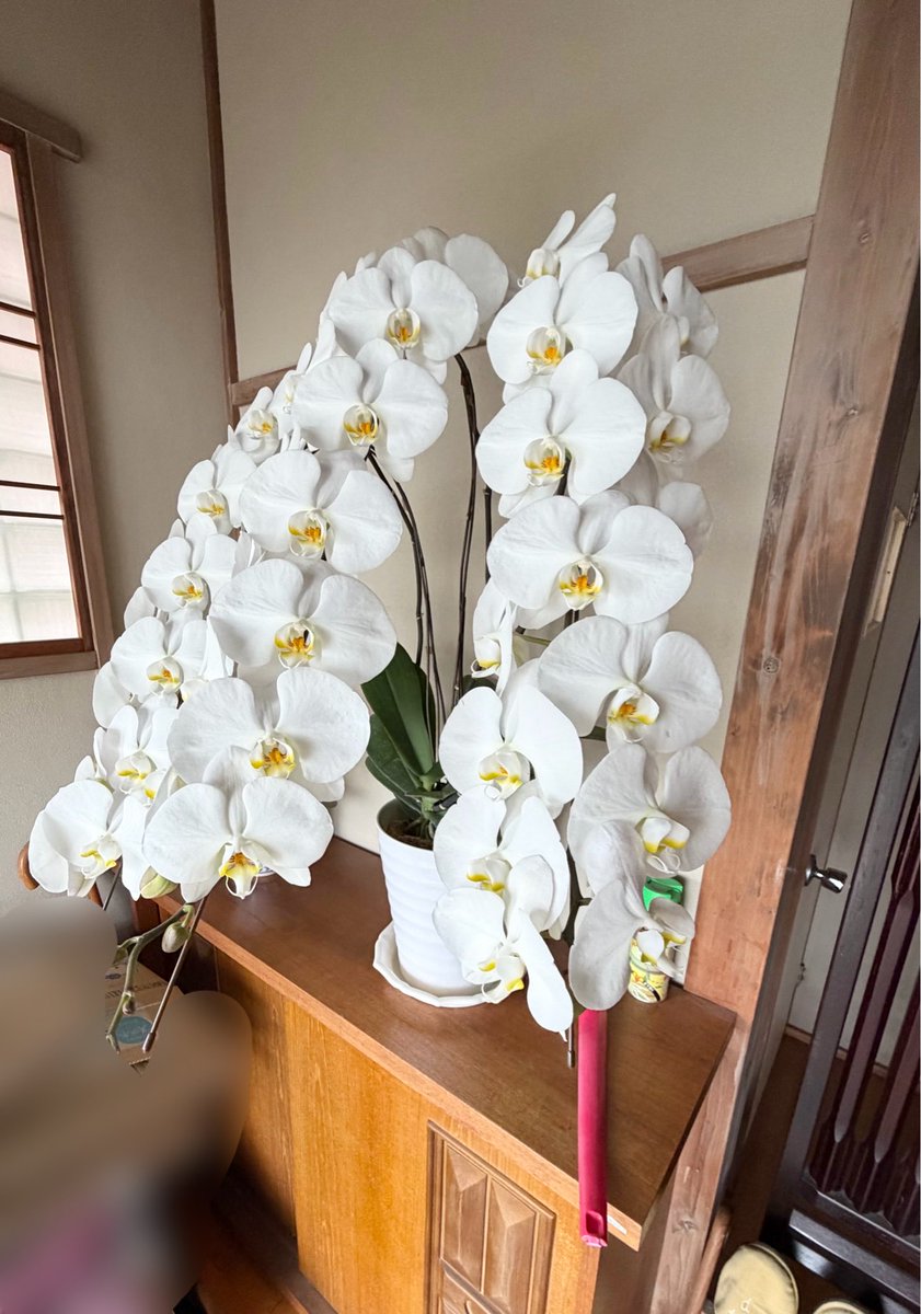 いとこが4月から校長先生になったらしく、お祝いにいろんな関係先から 