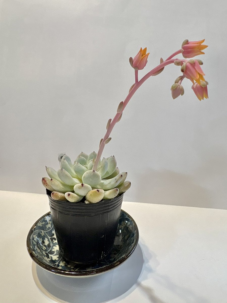 enoshimasanpo's tweet photo. 我が家の多肉植物、見てください!
可愛いお花が咲きましたし、
とっても大きくなりました💐✨
雪の爪はお花のライトのようで、
ブルーエルフは応援ポンポンみたい!
#Ncafe #プチ・ボヌール https://t.co/xOFCmRifk3