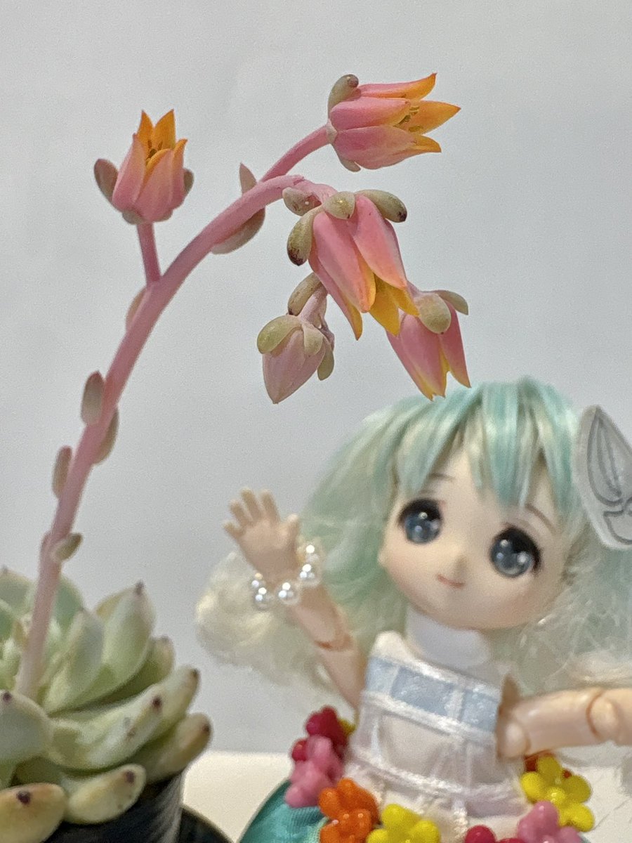 enoshimasanpo's tweet photo. 我が家の多肉植物、見てください!
可愛いお花が咲きましたし、
とっても大きくなりました💐✨
雪の爪はお花のライトのようで、
ブルーエルフは応援ポンポンみたい!
#Ncafe #プチ・ボヌール https://t.co/xOFCmRifk3