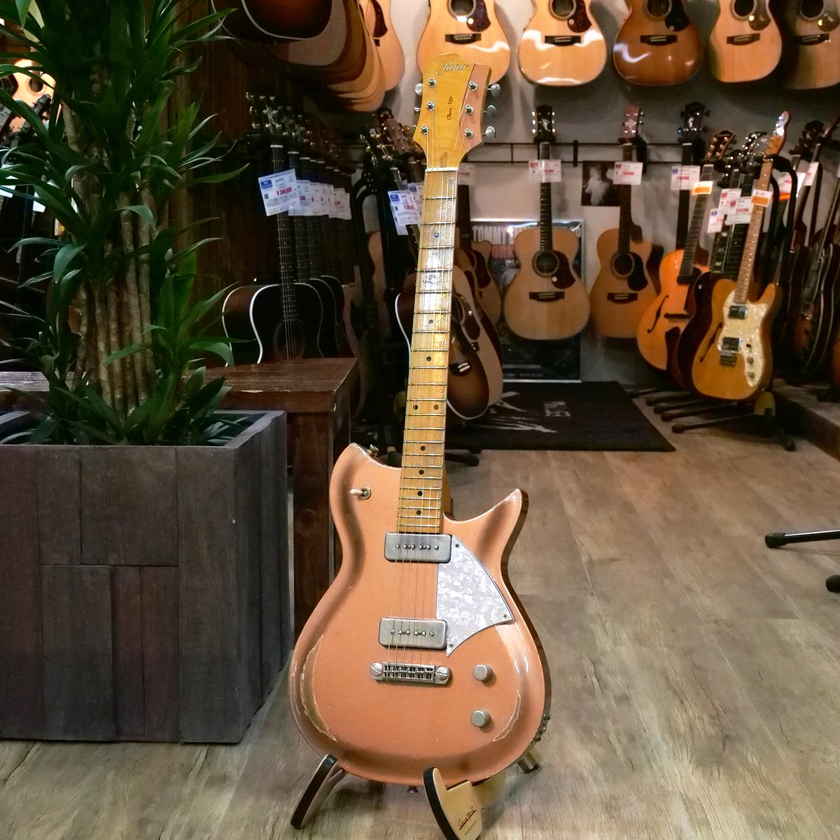 ドルフィンギターズ tweet media