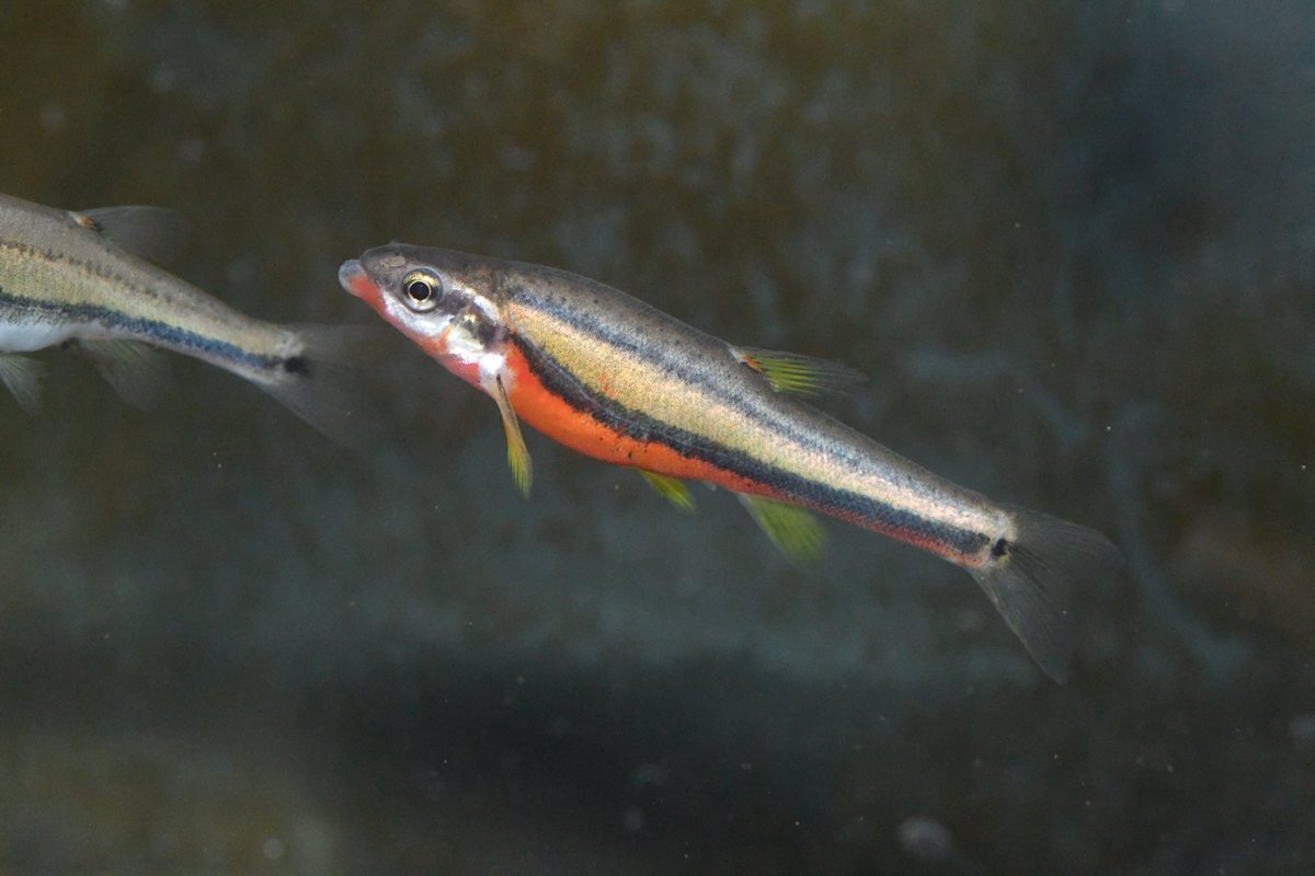 釜揚げしらす tweet media