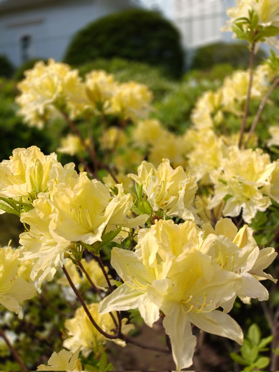 根津神社第二客殿(舞姫の家)森鴎外旧居・旧赤松家住宅 tweet media