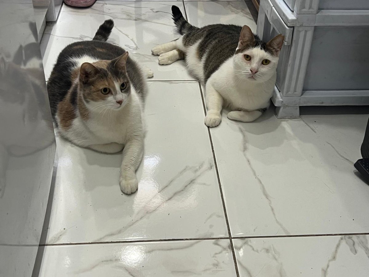 berilla🐾 tweet media