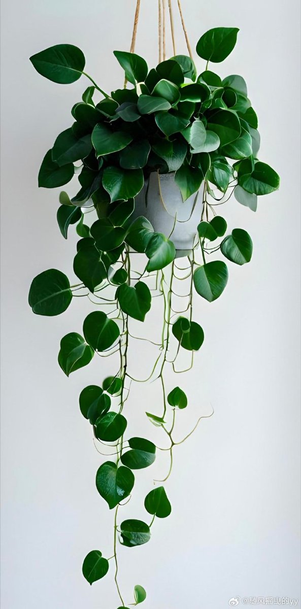 Wendy McCulloch tweet media