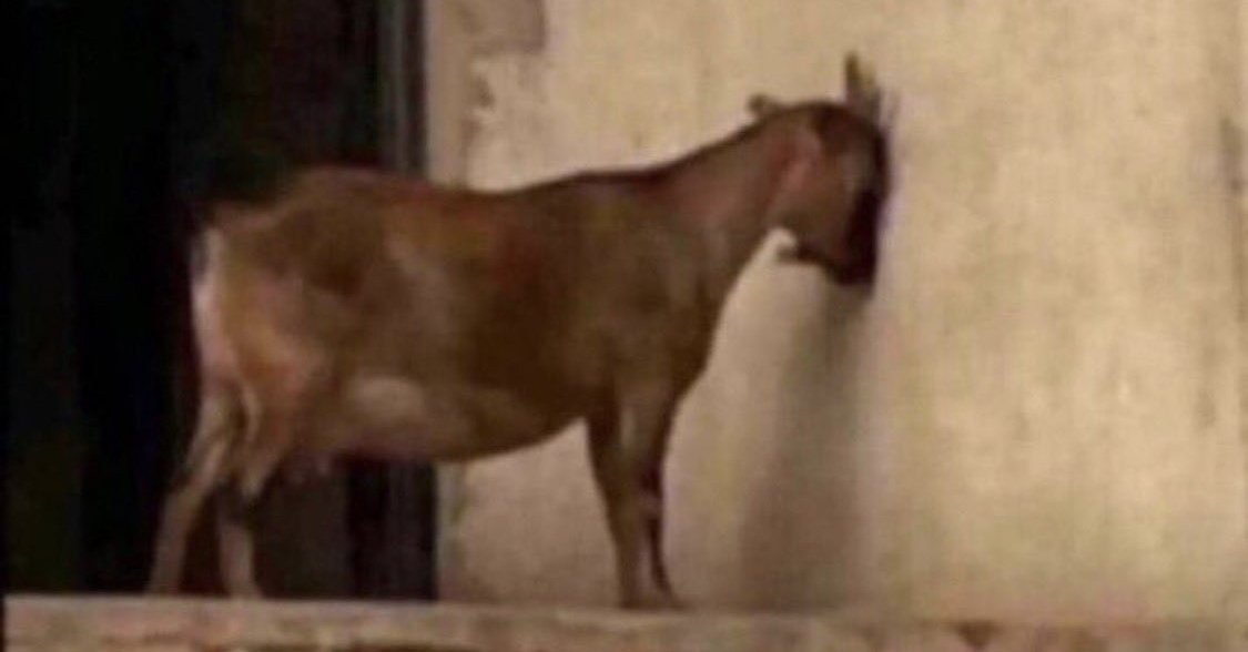 KonamiChaos 🥷🏽 tweet media