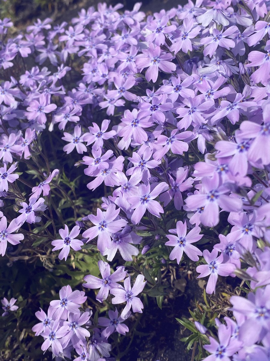 mi___mitaso's tweet photo. 花粉に抗いながら数年ぶりに
お母様と芝桜を見に行ってきた〜。
まだ咲いてないところあったけど
とてもとても綺麗だったー！！
来週あたりは見頃だと思う(ㆁᴗㆁ✿)

#ぽっちゃり女子 #みけぽ女子
#ぽっちゃり好きと繋がりたい
#みけぽ女子と繋がりたい
#羊山公園 #芝桜 #埼玉県秩父市 https://t.co/wImew1TuIP
