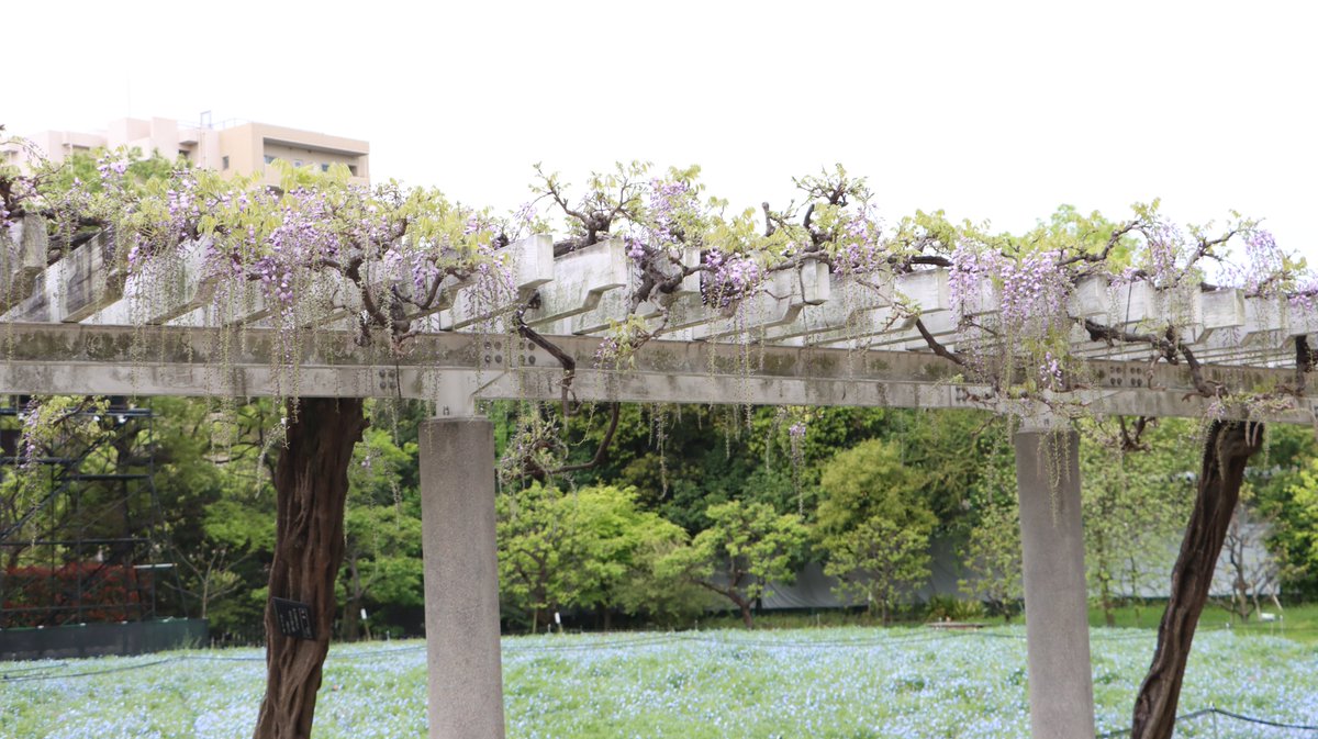 長居植物園 tweet media