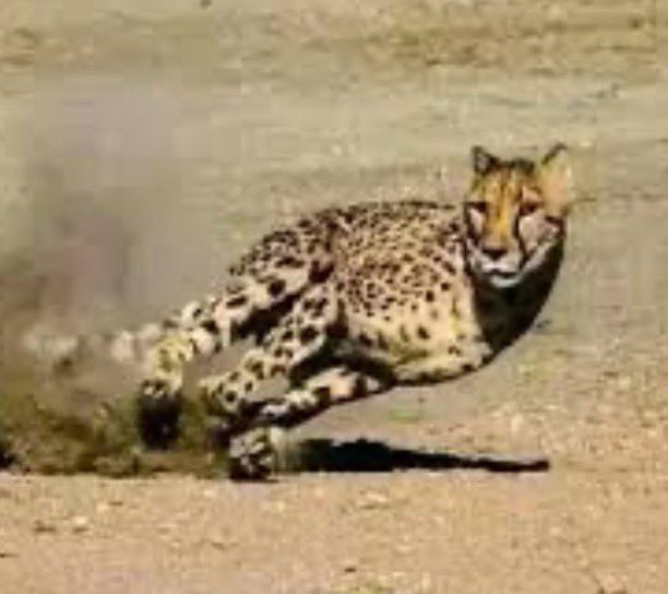 Somtochukwu Evans 🇳🇬 tweet media