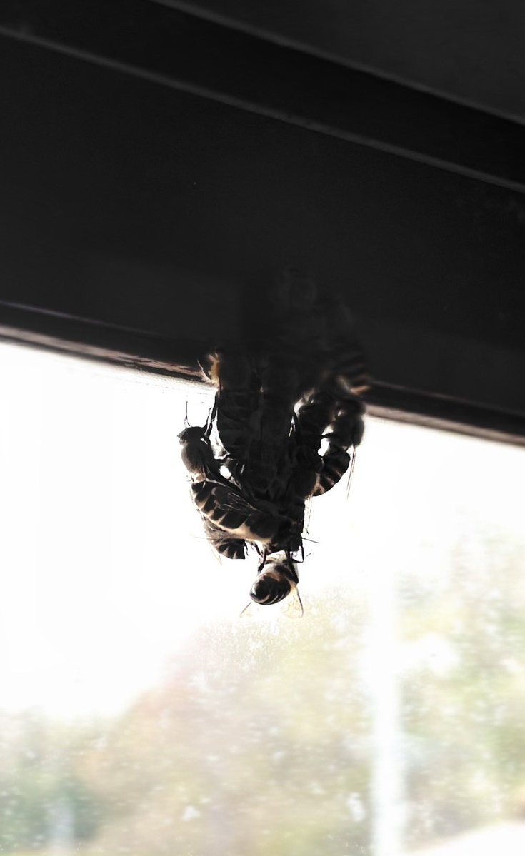 タムラグリア tweet media