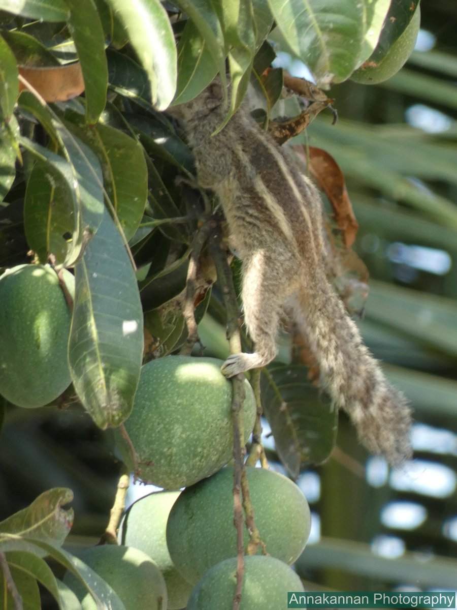 annakannan's tweet image. அணில் கடித்த மாங்காய்

Mango bite by a Squirrel

Photo by @Annakannan | 13th April 2026

#squirrel #mango #tree #garden #homegarden #summer #mangoseason #yield #green #fresh #food #tasty #yummy #photography #annakannan