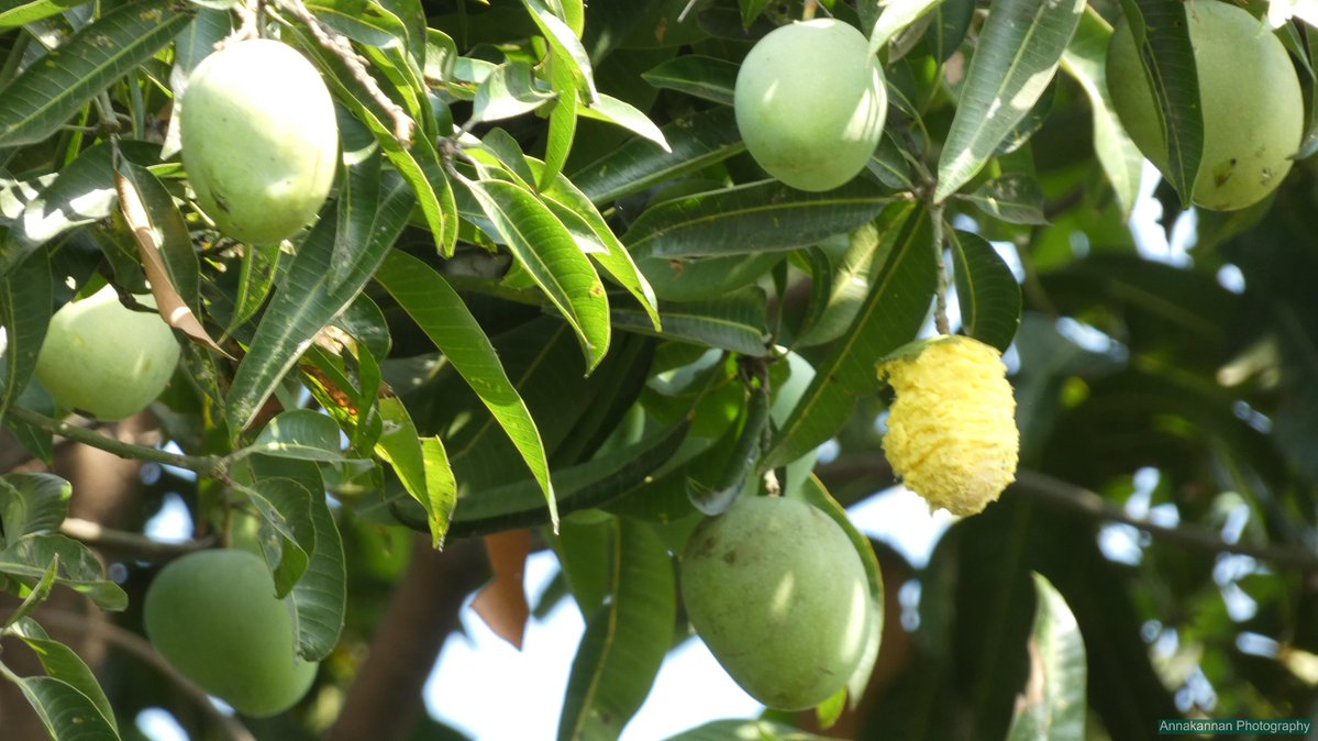 annakannan's tweet image. அணில் கடித்த மாங்காய்

Mango bite by a Squirrel

Photo by @Annakannan | 13th April 2026

#squirrel #mango #tree #garden #homegarden #summer #mangoseason #yield #green #fresh #food #tasty #yummy #photography #annakannan