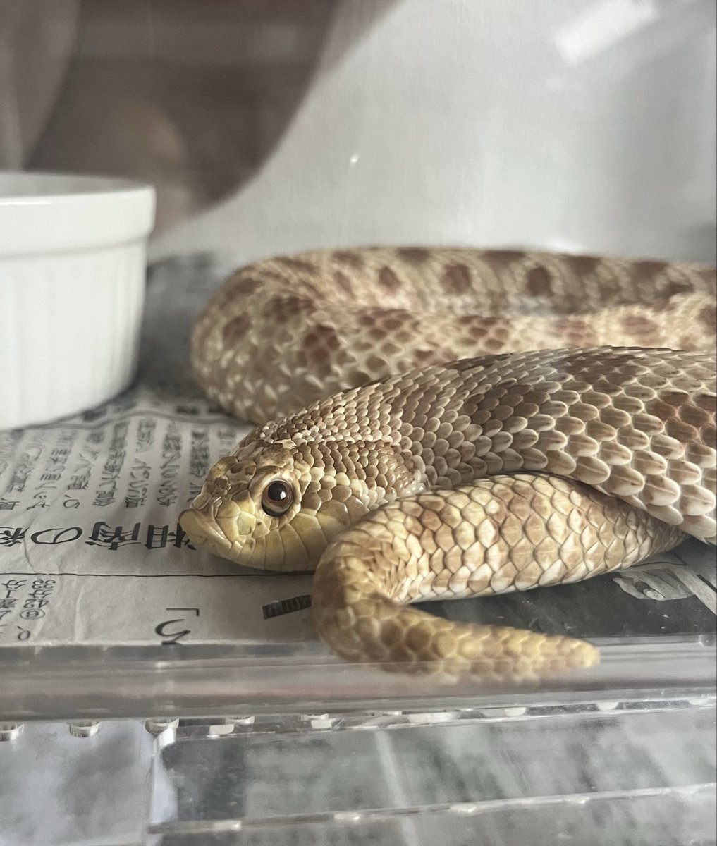 シシ•バナ tweet media