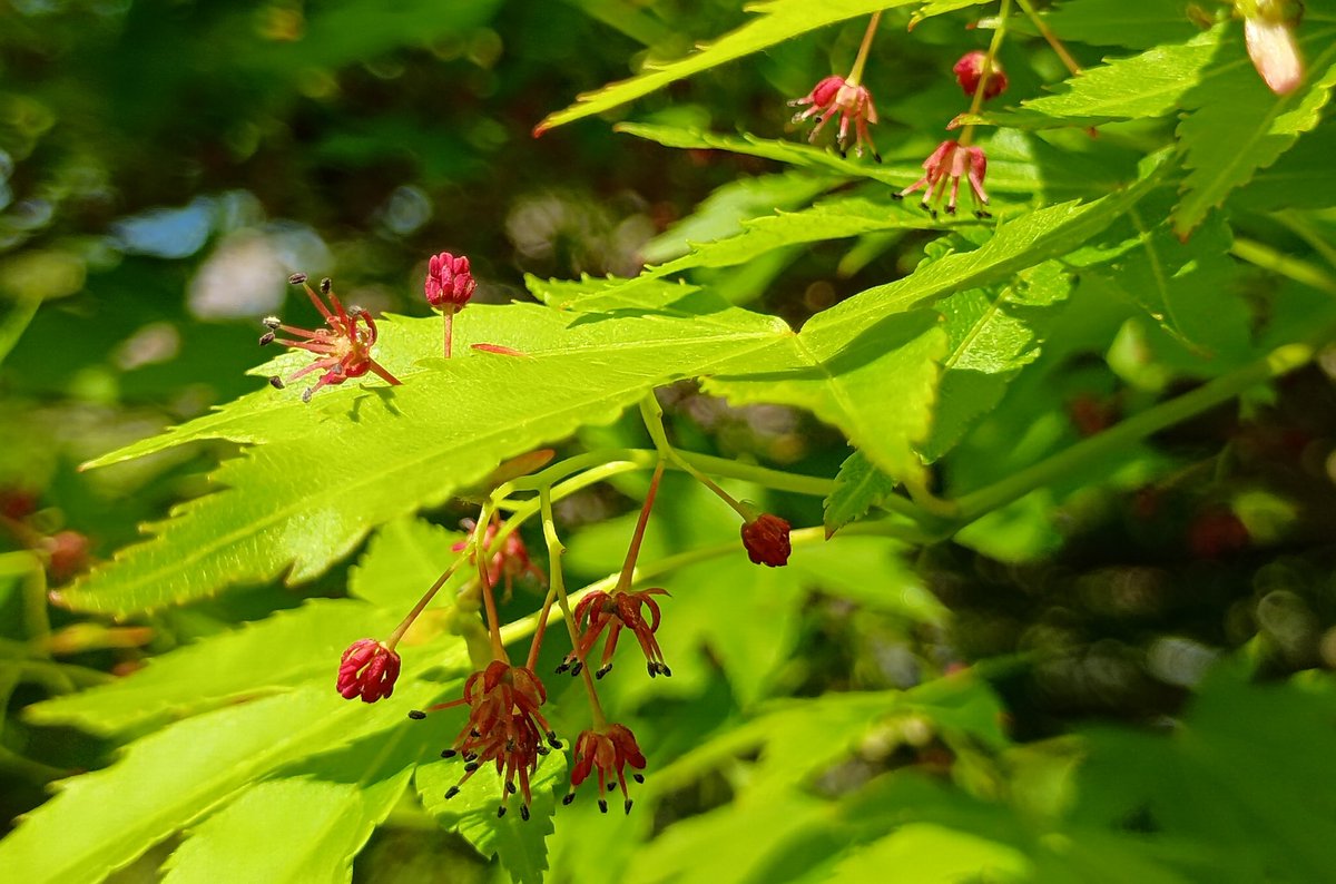 躑躅蜜 tweet media