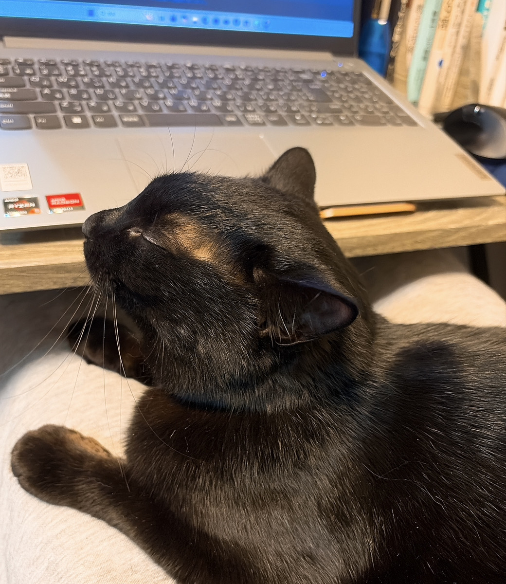 ペルみ＠猫6匹と人1匹の養育係 tweet media