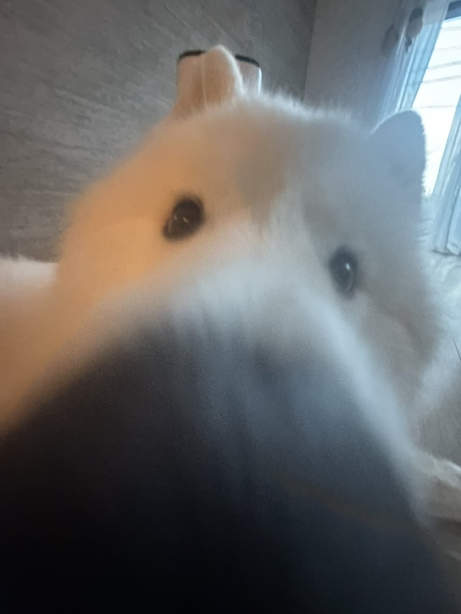 サモエド☆さだはる tweet media