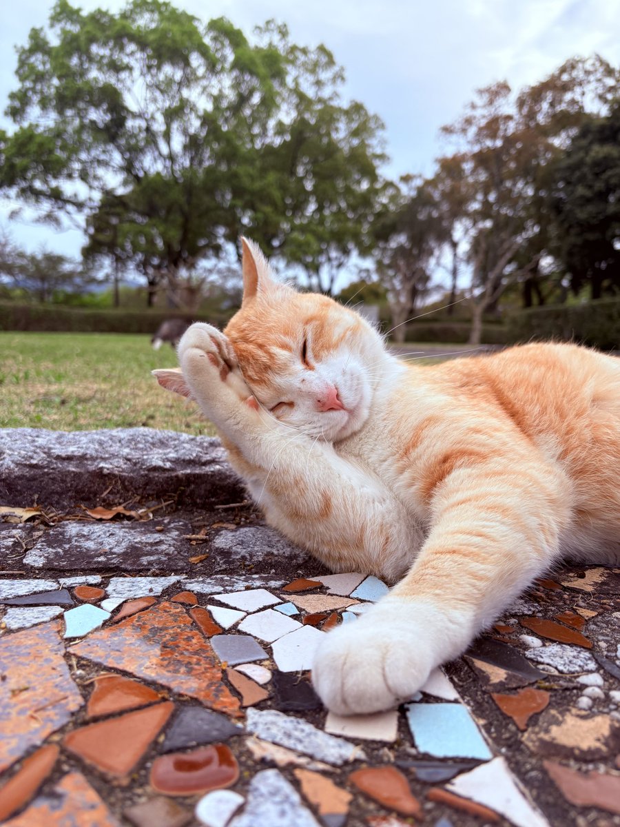 茶とら ちっこ tweet media