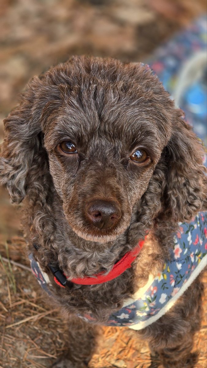 침엽수 tweet media