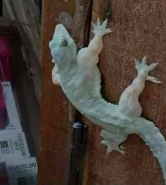 Ketawa itu GRATIS 🛩 tweet media