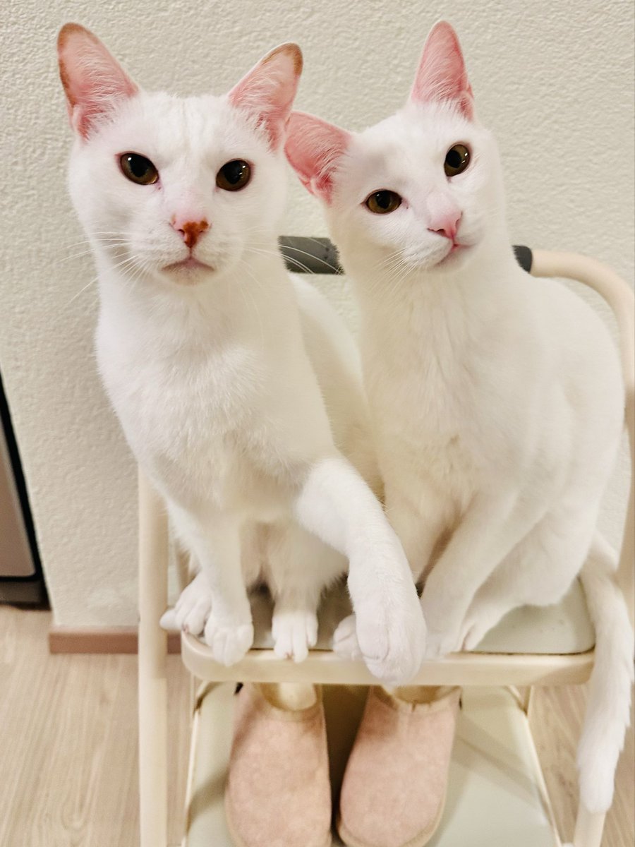 のんこ📖憲法が希望 tweet media