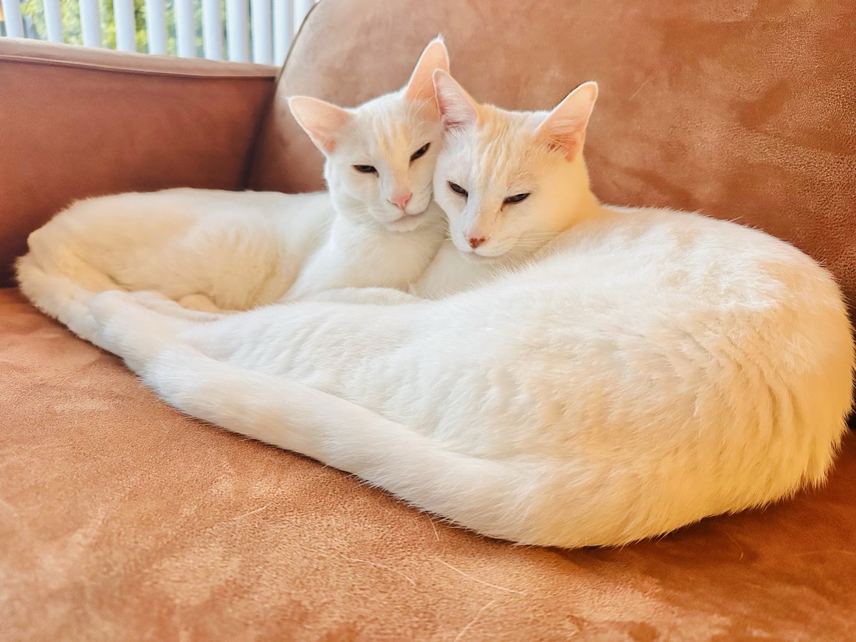 のんこ📖憲法が希望 tweet media