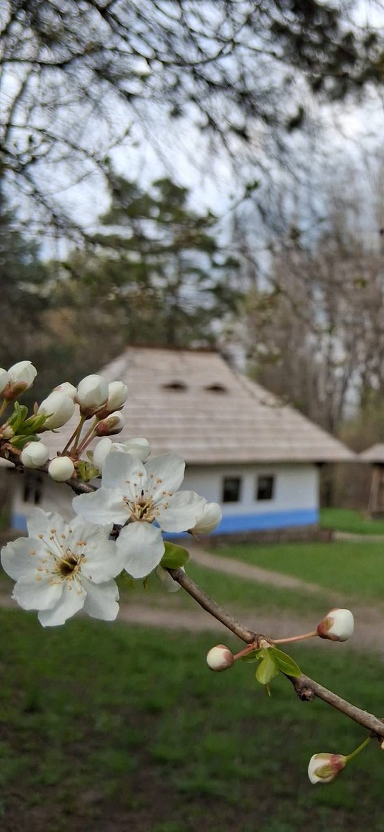 Travel_2Romania's tweet image. La Muzeul Satului bucovinean 
#Suceava #Spring #România
📸 Centrul cultural Bucovina