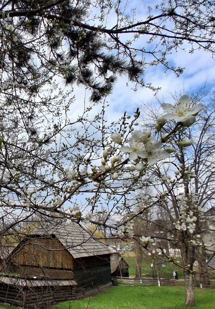 Travel_2Romania's tweet image. La Muzeul Satului bucovinean 
#Suceava #Spring #România
📸 Centrul cultural Bucovina