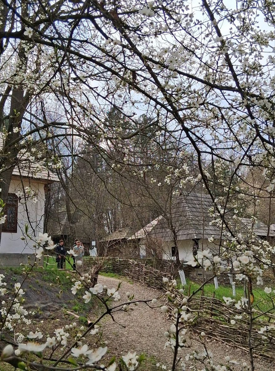 Travel_2Romania's tweet image. La Muzeul Satului bucovinean 
#Suceava #Spring #România
📸 Centrul cultural Bucovina