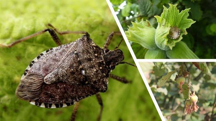 𓆩💙𓆪 𝓐𝔂𝓼𝓾𝓷 𝓜𝓪𝓿𝓲 𓆩💙𓆪 tweet media