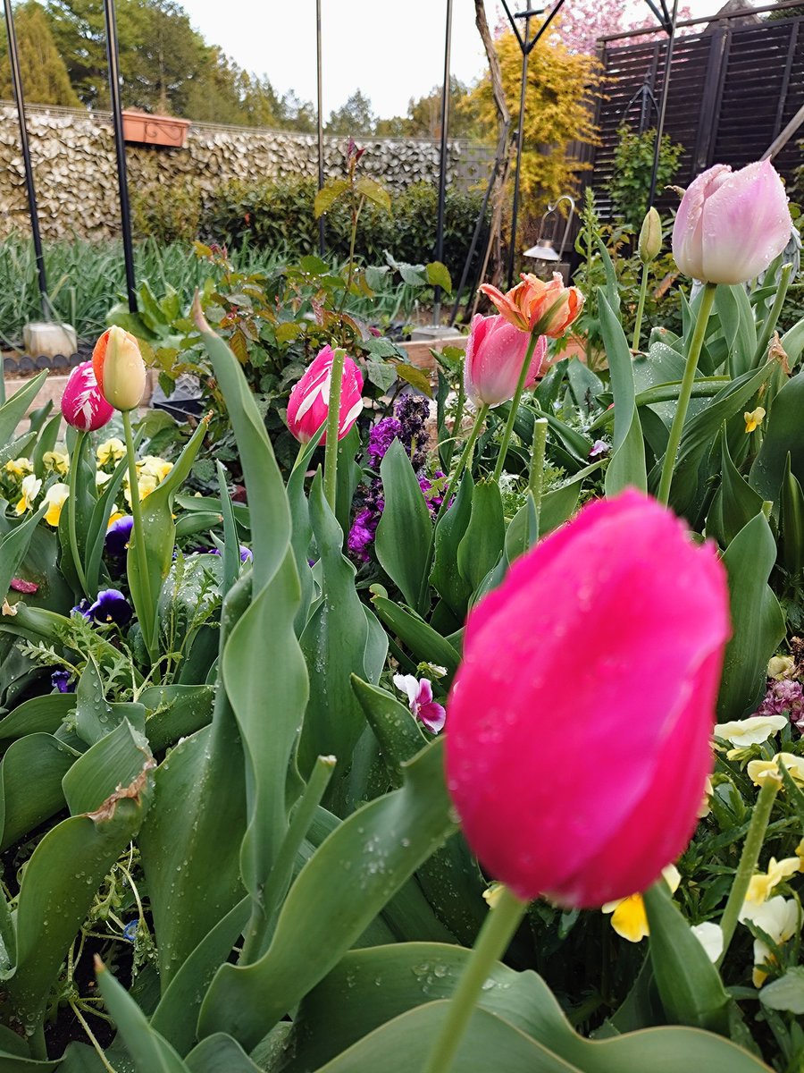 ( ; ･н･)やべ！外が気持ちよくてまた庭いじりしてこんな時間に⁉️
お向かいの八重桜が綺麗なのが悪い( ⸝⸝>⤚<)ﾌﾟﾝﾌﾟﾝ🌸
 #チューリップ第二弾が咲き出した