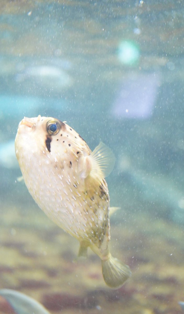 アルス@4/26🧭ノーム、4/27🧭🦋❄️、5/6🔎隊長 tweet media