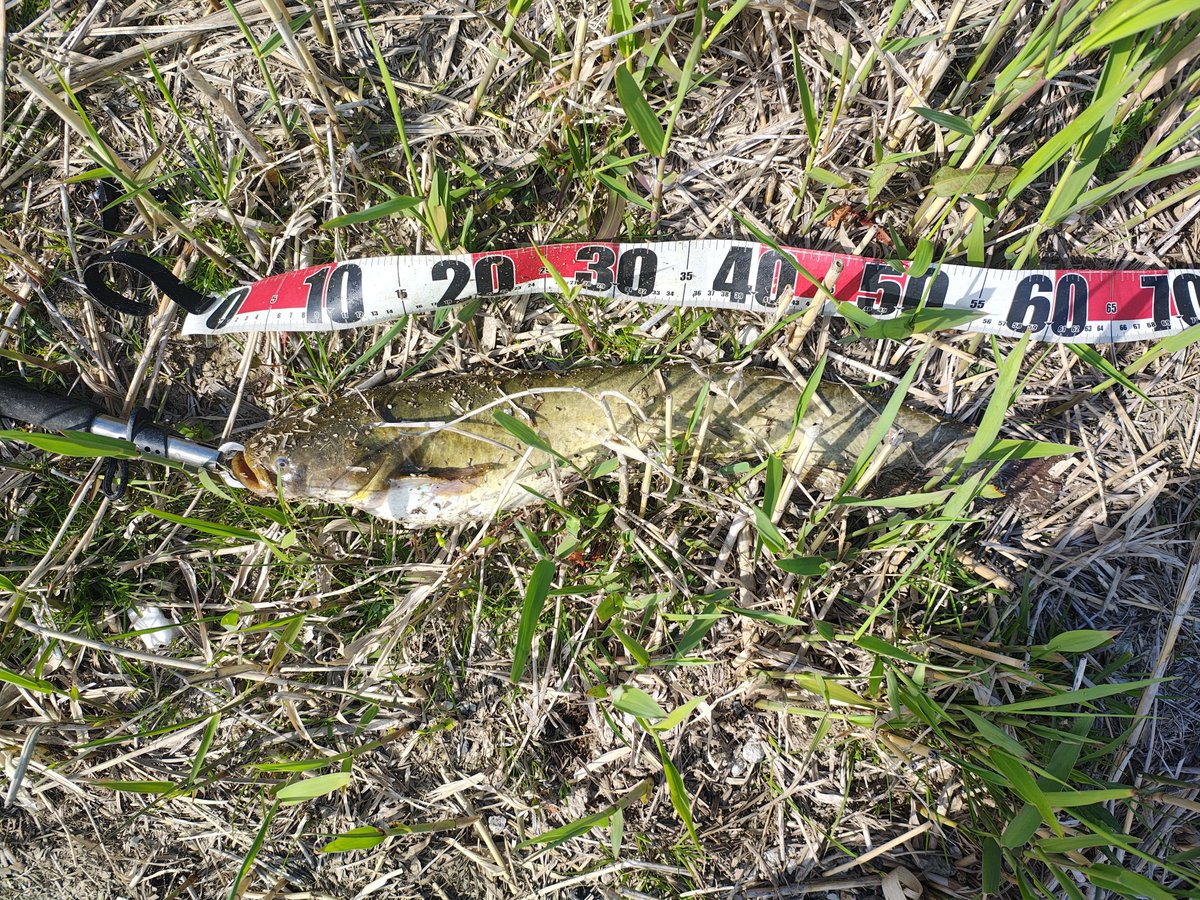 よっと tweet media