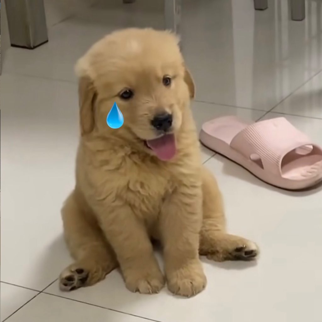 takemybear 🐶 tweet media