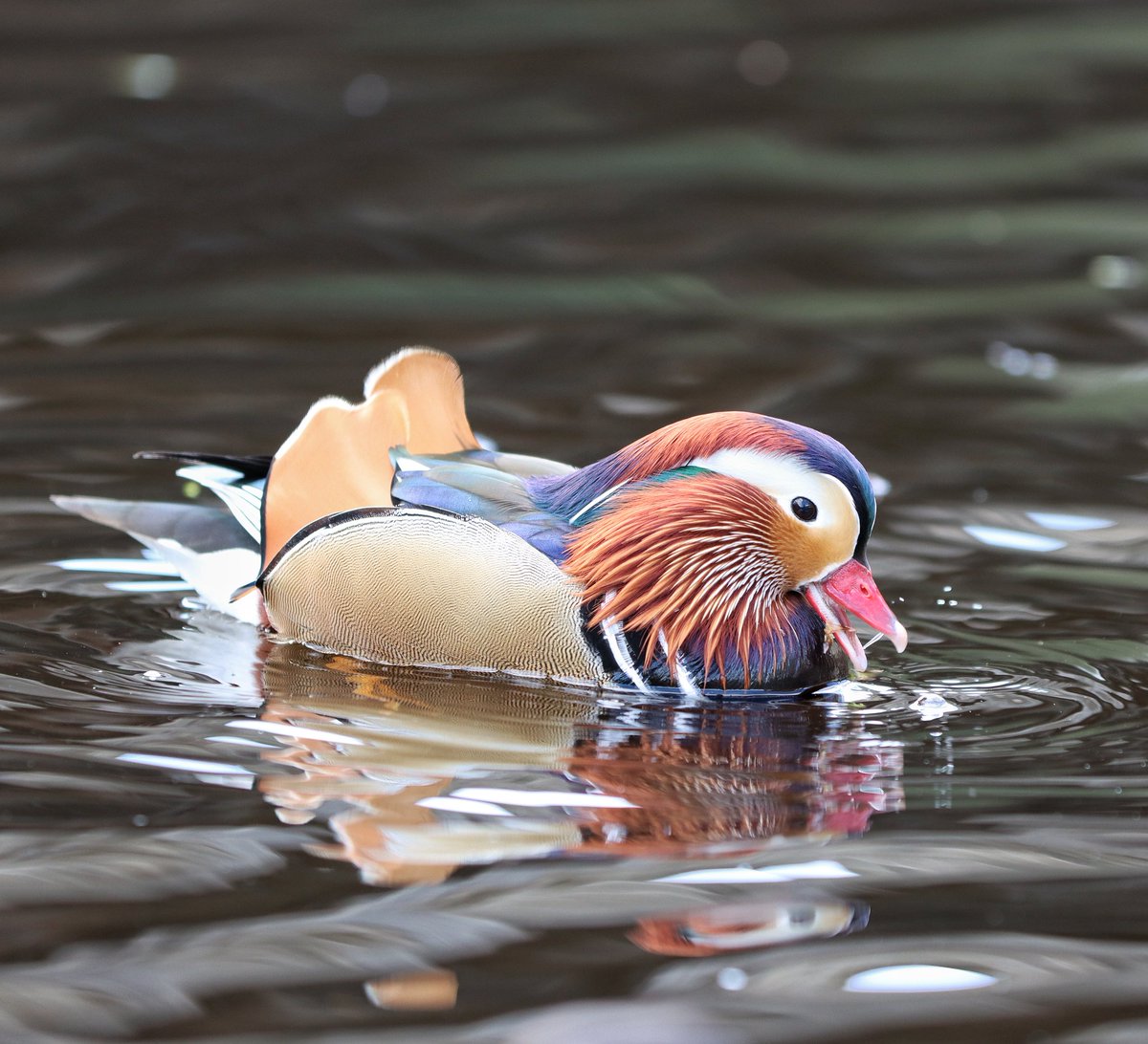 Rob Aitchison tweet media