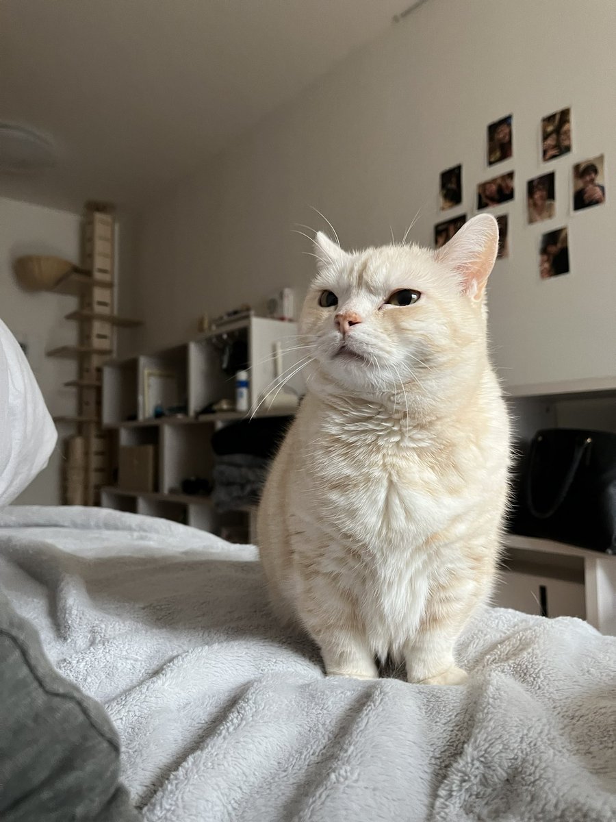 さくらとかえで tweet media