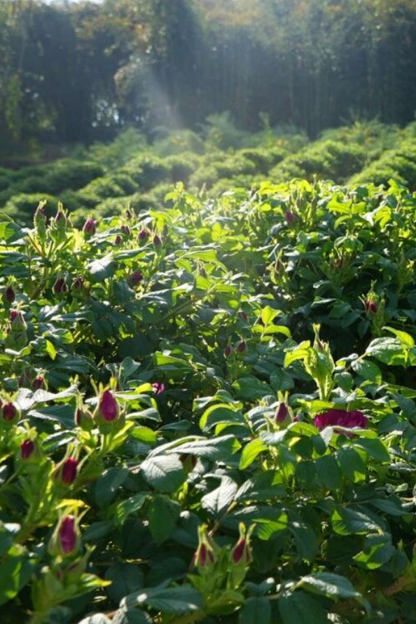 CiciWangQW's tweet image. Spring is blooming in Ping’an Village! 🌸
The air smells amazing, and guess what? You can eat the flowers too! 😋
Come for the views, stay for the taste. 🌼🍃
#SpringVibes #EdibleFlowers #CountrysideEscape #Sichuan #rose