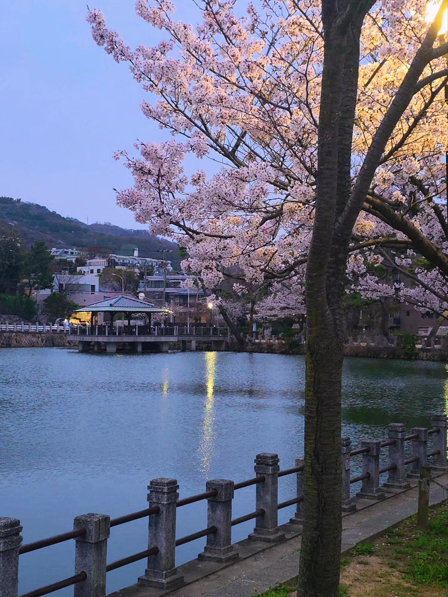 PamKBajaj's tweet image. Serenity found 🌸! Mikageyamate's Fukada Park is an idyllic oasis, boasting a tranquil pond, picturesque gazebo, and stately arboreal giants 🤩. The perfect antidote to urban tumult.

maps.app.goo.gl/qBdCNuc4reT54G…

#KobeEscape #NatureRetreat
@kobe_pra @Kobe_PRA #mysweetkobe