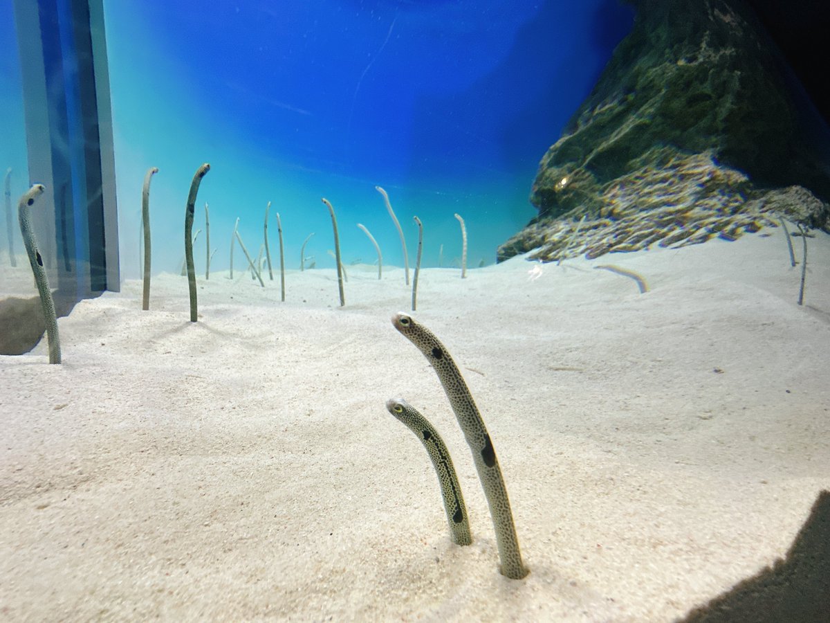 💛バグバグ💛 tweet media