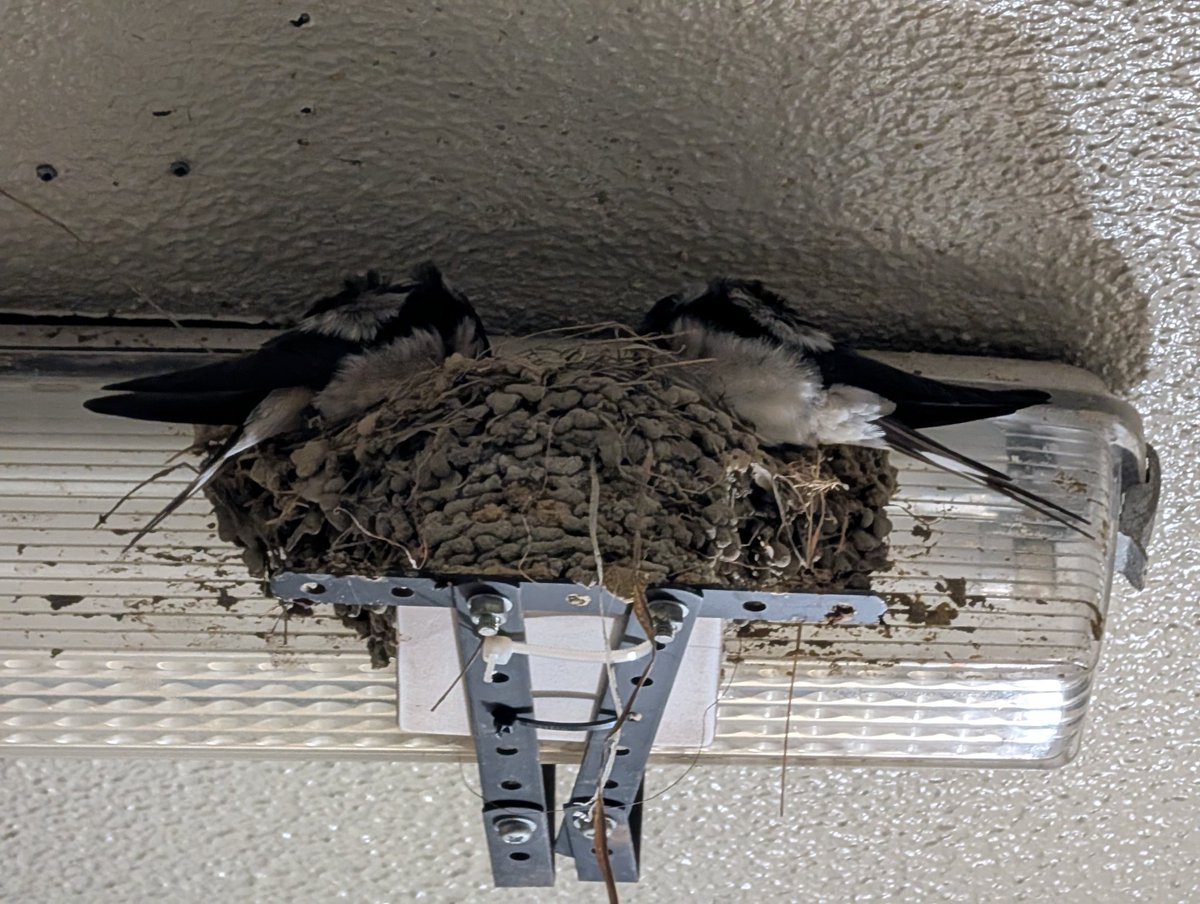 ツバメさん 巣作り完了🪹　入居されました✨