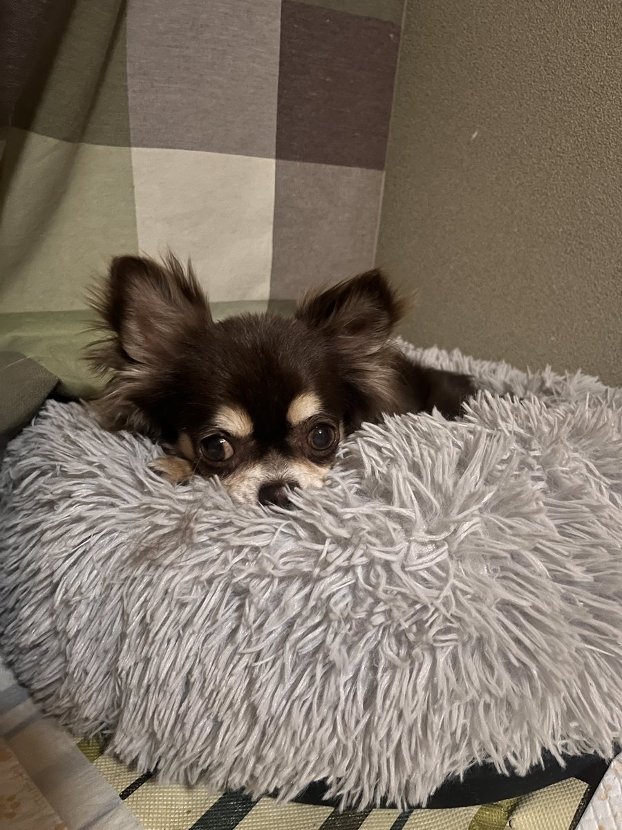 cogimaru☆YUZU tweet media