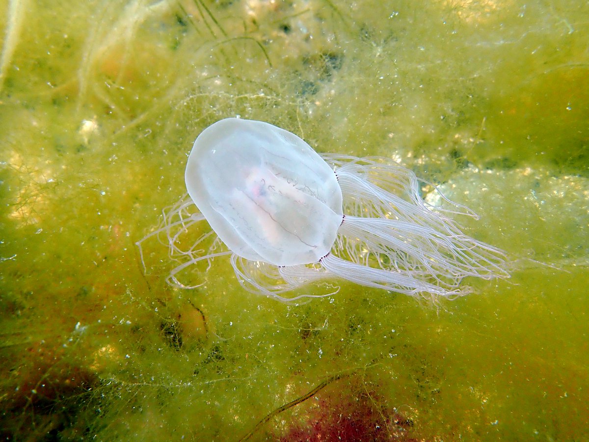 東北大学浅虫海洋生物学教育研究センター tweet media