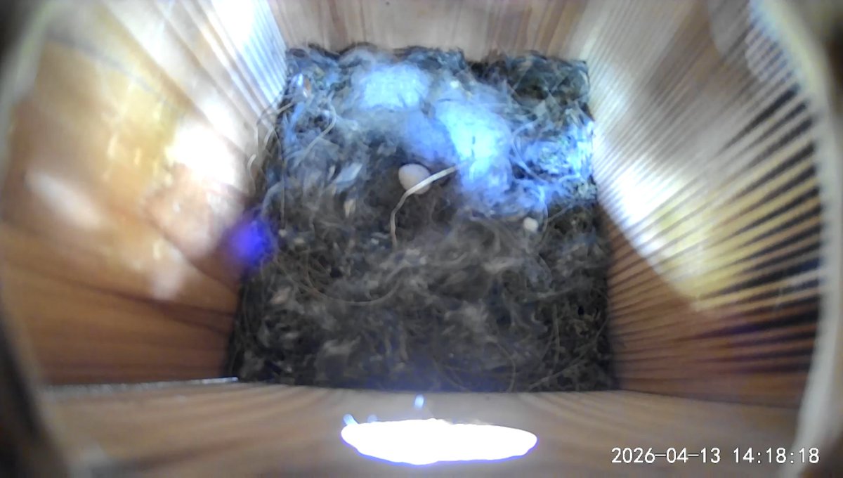 ロボット工房 のらとりえ🤖ニコニコ超会議【H3 か-41】4/25,26(両日)🤖坂上 徳翁 tweet media