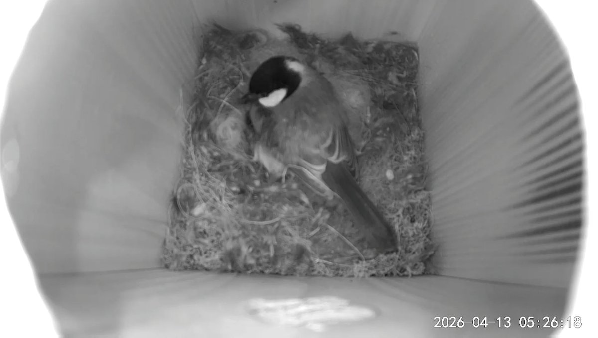 ロボット工房 のらとりえ🤖ニコニコ超会議【H3 か-41】4/25,26(両日)🤖坂上 徳翁 tweet media