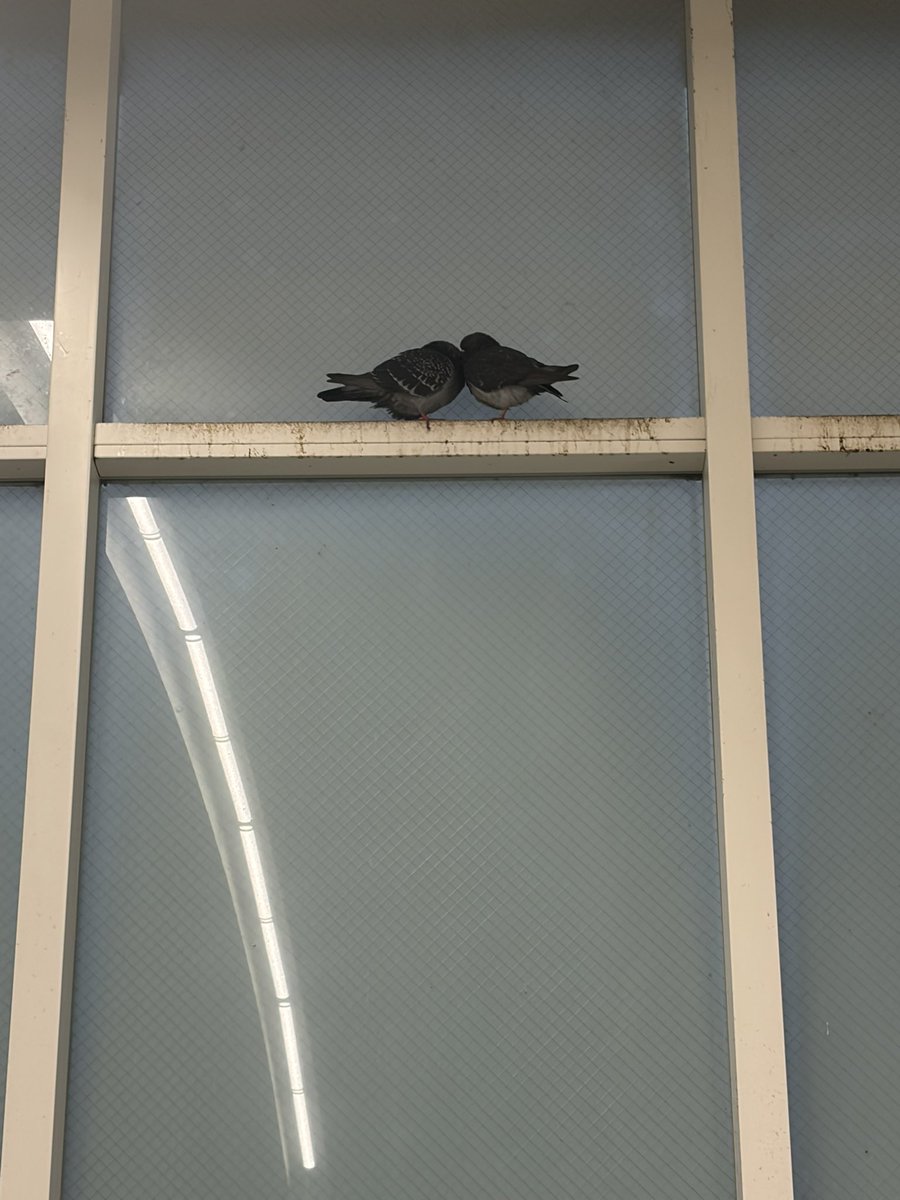 errcmonsuto's tweet image. 春だなって想う瞬間(*´꒳`*)♡𓈒𓂂◌𓂂𓏸

#ハト
#鳩
#春