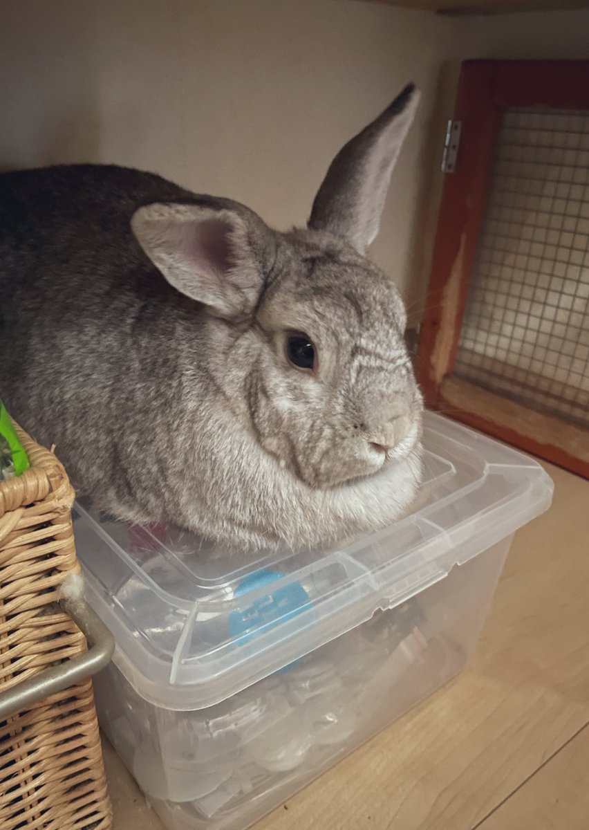 🐰𝙼𝚊𝚙𝚘. (まぽ)🐰 tweet media