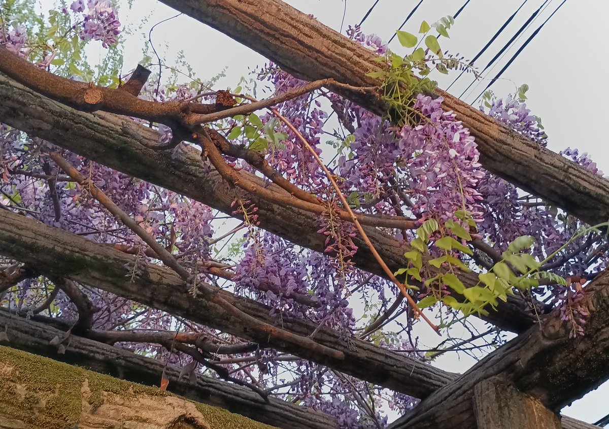 すしえ💥🐧💥 tweet media