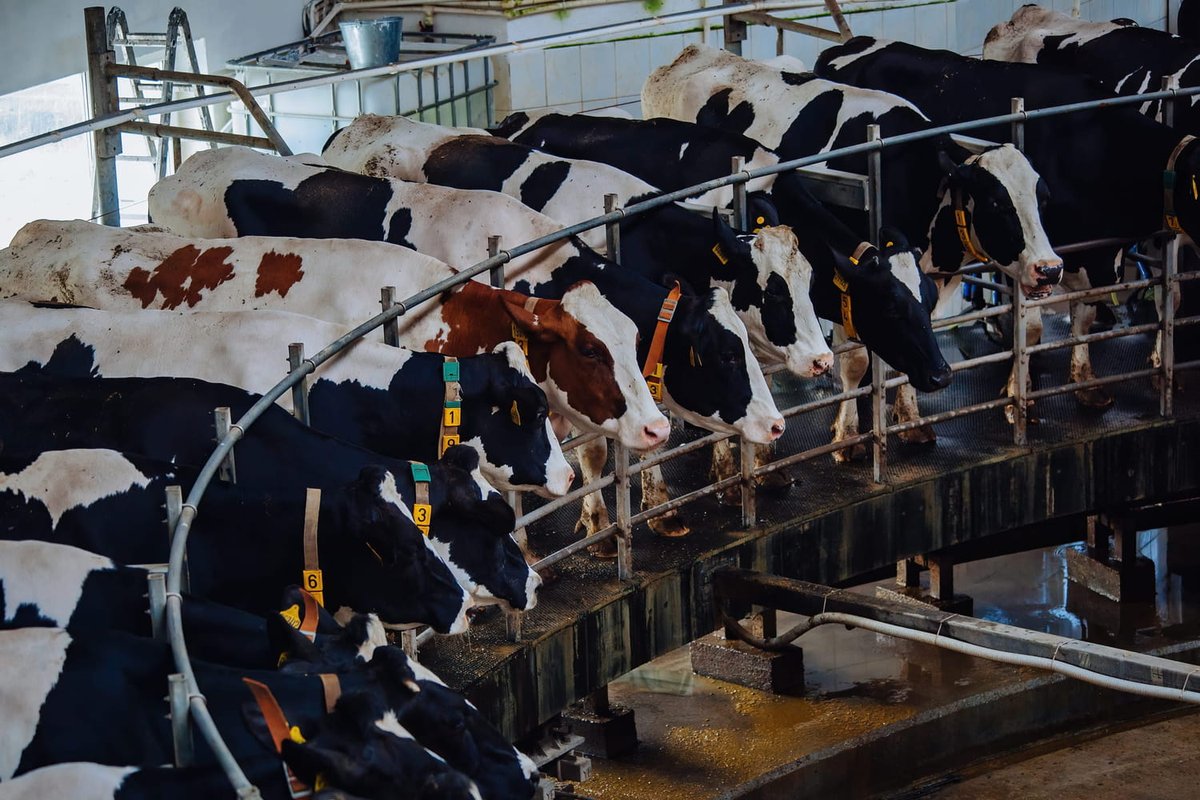Une nouvelle étude vient remettre en question tout ce que l'on croyait savoir sur la #douleur animale dans les systèmes d'élevage intensif.

ow.ly/23a250YHVzG