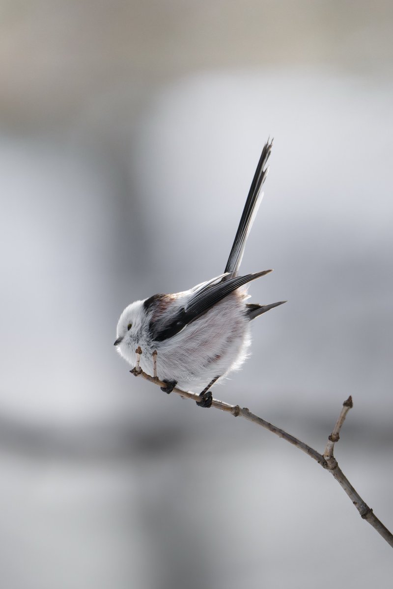 北のキャメラ@十勝でシマエナガ撮る人 tweet media
