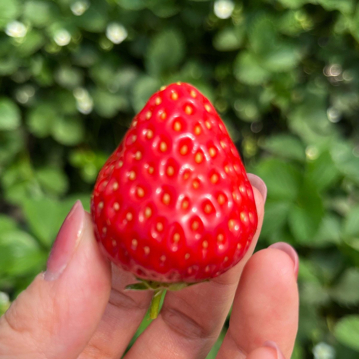 Peta-Skye Fricke tweet media