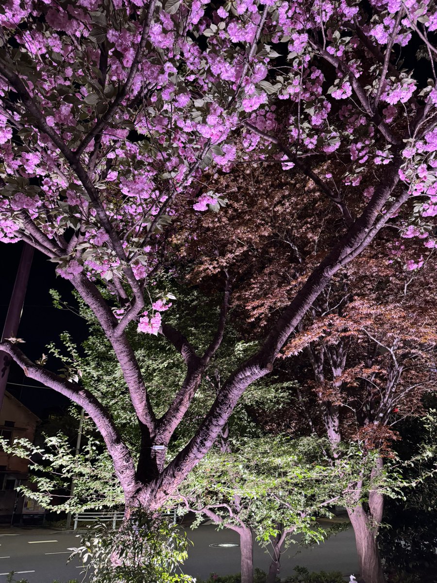 さいとー tweet media