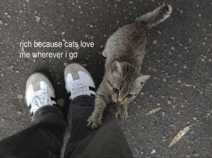 Cat Posted tweet media